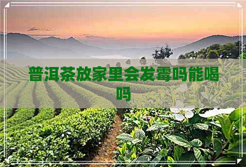 普洱茶放家里会发霉吗能喝吗