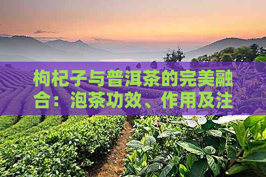 枸杞子与普洱茶的完美融合：泡茶功效、作用及注意事项全面解析