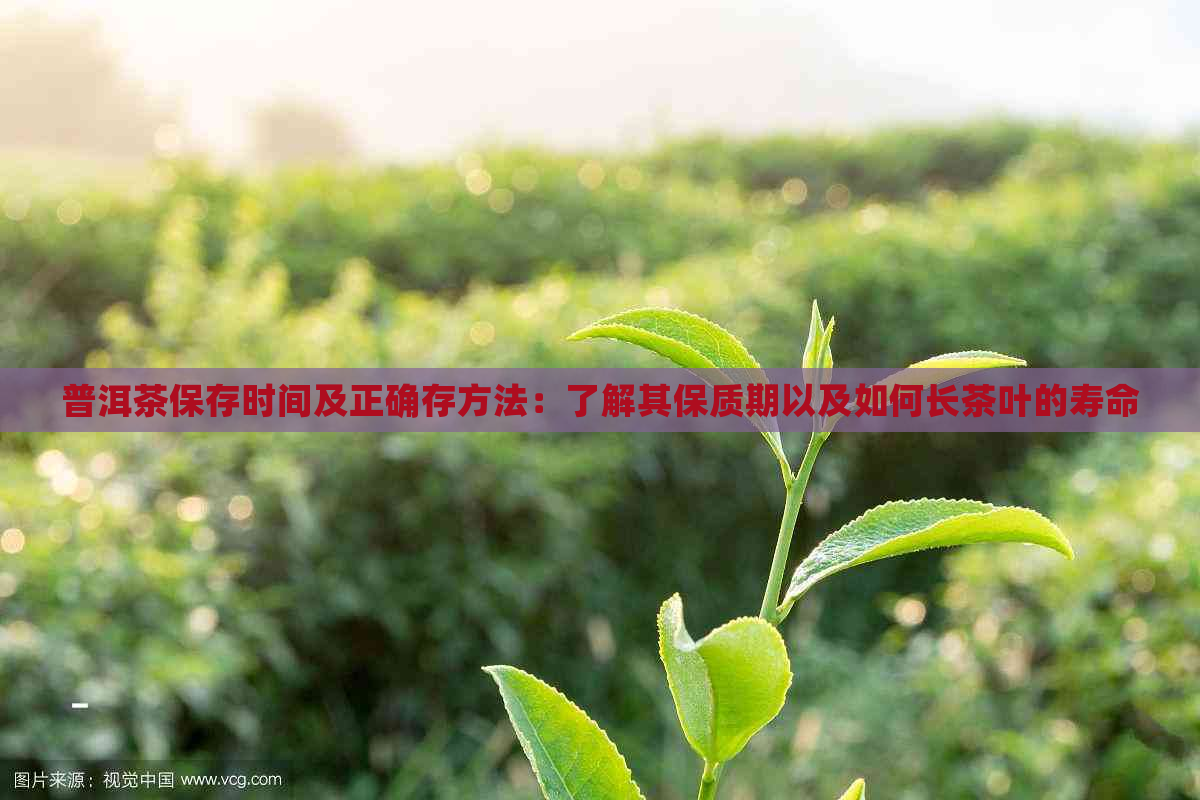 普洱茶保存时间及正确存方法：了解其保质期以及如何长茶叶的寿命