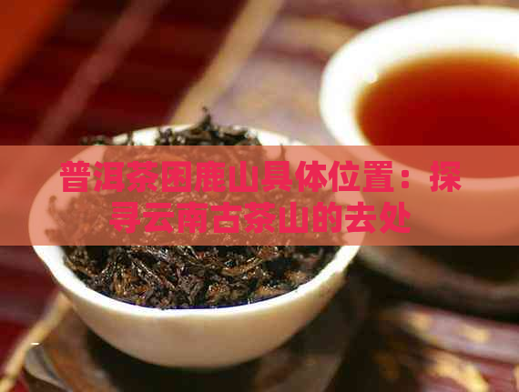 普洱茶困鹿山具     置：探寻云南古茶山的去处