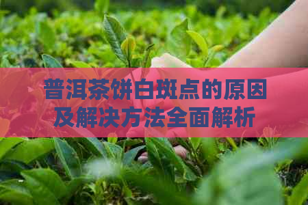 普洱茶饼白斑点的原因及解决方法全面解析