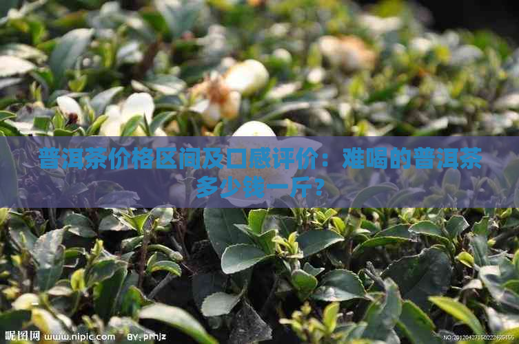 普洱茶价格区间及口感评价：难喝的普洱茶多少钱一斤？