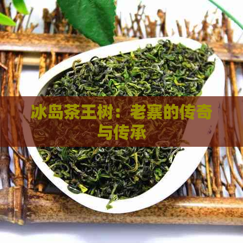 冰岛茶王树：老寨的传奇与传承