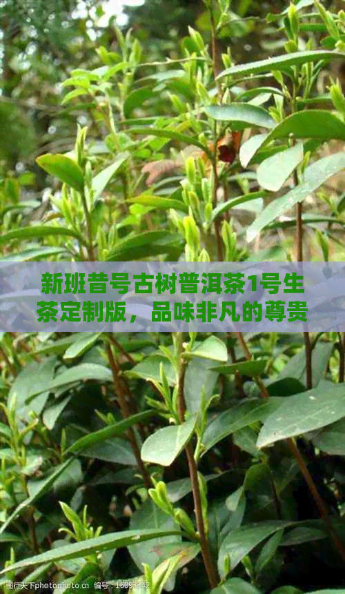 新班昔号古树普洱茶1号生茶定制版，品味非凡的尊贵之选