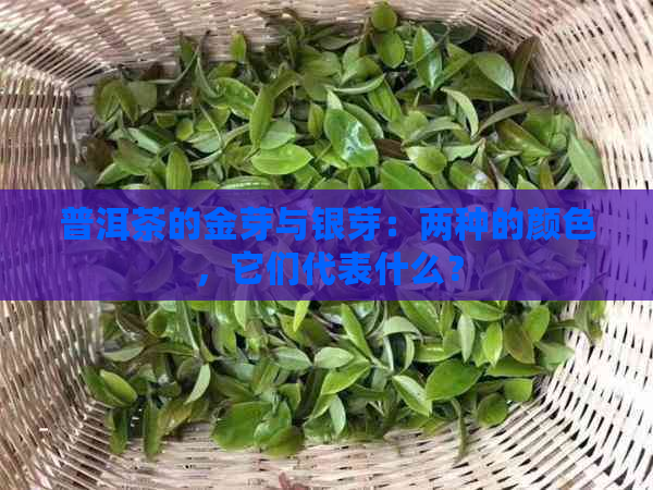 普洱茶的金芽与银芽：两种的颜色，它们代表什么？