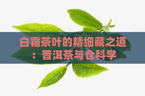 白霜茶叶的精细藏之道：普洱茶与仓科学