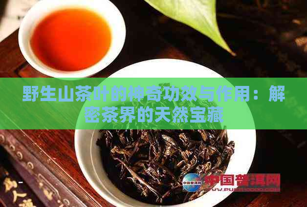 野生山茶叶的神奇功效与作用：解密茶界的天然宝藏