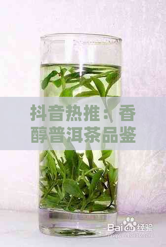 抖音热推：香醇普洱茶品鉴，一口沁人心脾的醇厚滋味