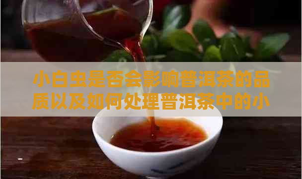 小白虫是否会影响普洱茶的品质以及如何处理普洱茶中的小白虫问题