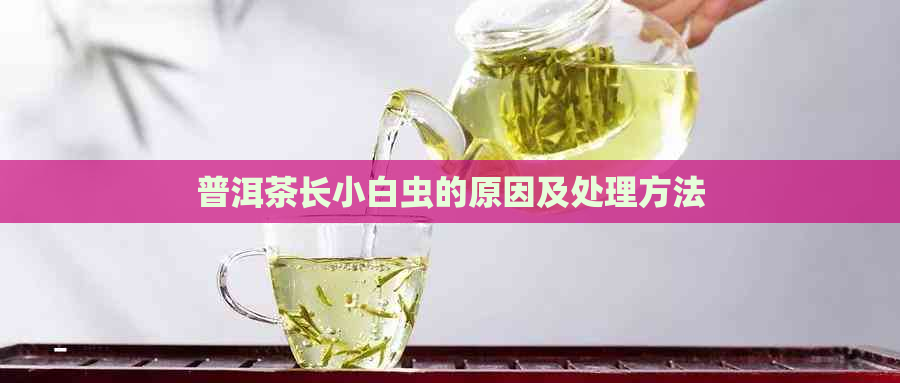 普洱茶长小白虫的原因及处理方法