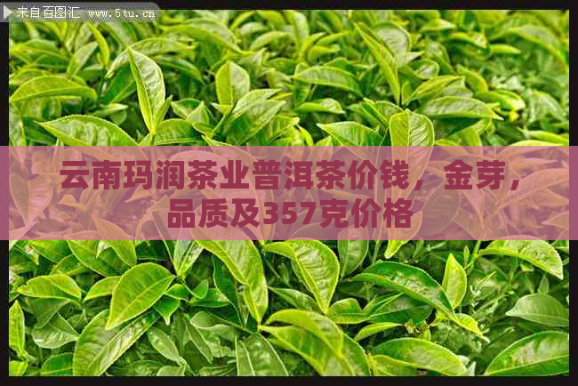 云南玛润茶业普洱茶价钱，金芽，品质及357克价格