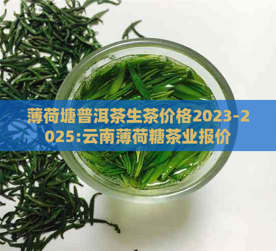 薄荷塘普洱茶生茶价格2023-2025:云南薄荷糖茶业报价