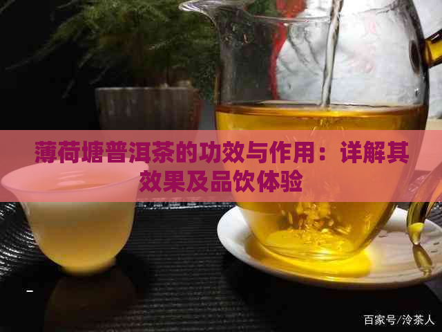 薄荷塘普洱茶的功效与作用：详解其效果及品饮体验