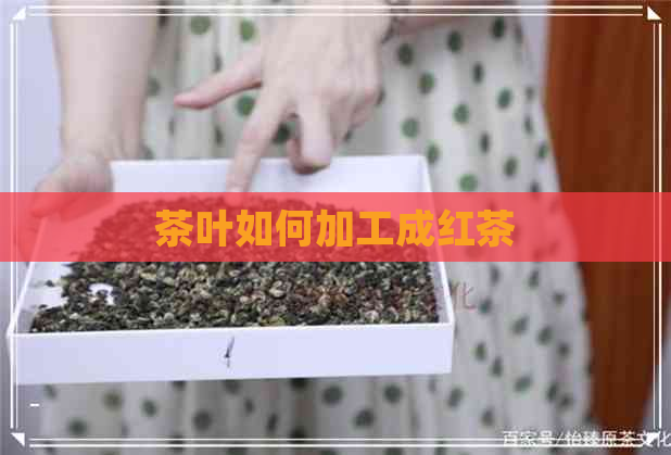 茶叶如何加工成红茶