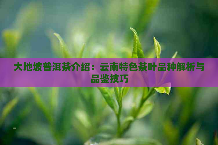 大地坡普洱茶介绍：云南特色茶叶品种解析与品鉴技巧