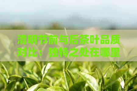 清明节前与后茶叶品质对比：独特之处在哪里？