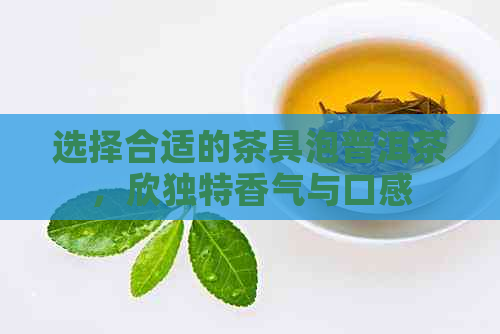 选择合适的茶具泡普洱茶，欣独特香气与口感