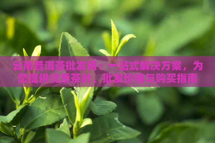 云南普洱茶批发网：一站式解决方案，为您提供优质茶叶、批发价格与购买指南