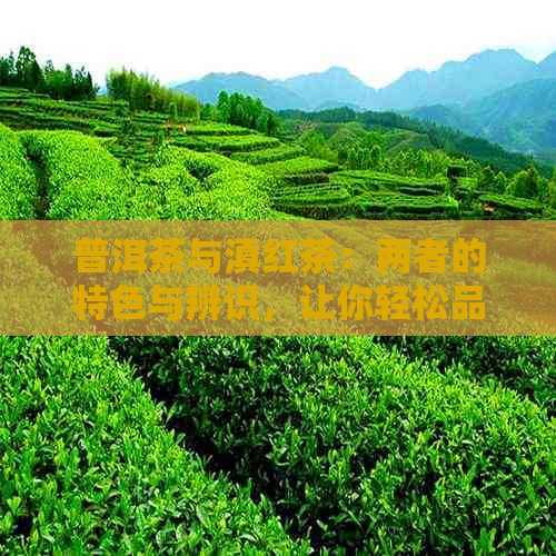 普洱茶与滇红茶：两者的特色与辨识，让你轻松品鉴古树茶香