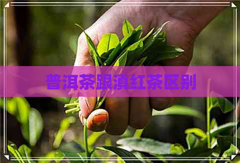 普洱茶跟滇红茶区别