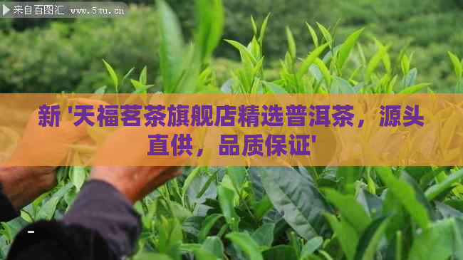 新 '天福茗茶旗舰店精选普洱茶，源头直供，品质保证'