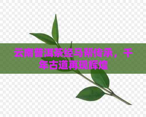 云南普洱茶经马帮传承，千年古道再现辉煌