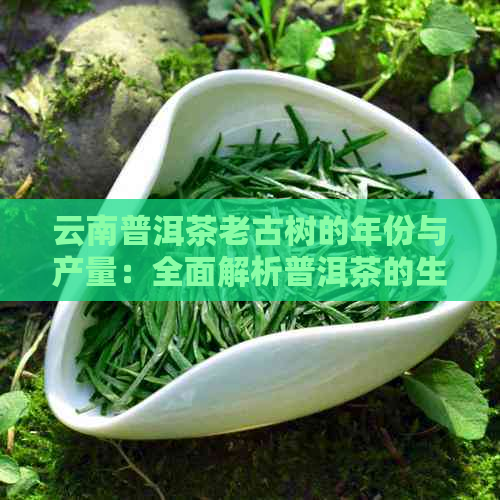 云南普洱茶老古树的年份与产量：全面解析普洱茶的生命周期