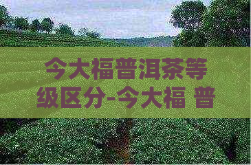 今大福普洱茶等级区分-今大福 普洱茶