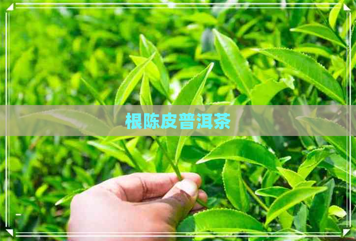 根陈皮普洱茶