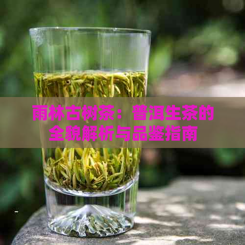 雨林古树茶：普洱生茶的全貌解析与品鉴指南