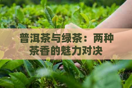 普洱茶与绿茶：两种茶香的魅力对决