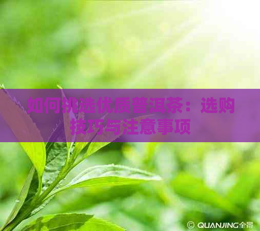 如何挑选优质普洱茶：选购技巧与注意事项