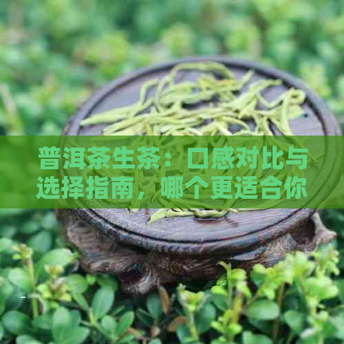 普洱茶生茶：口感对比与选择指南，哪个更适合你的口味？