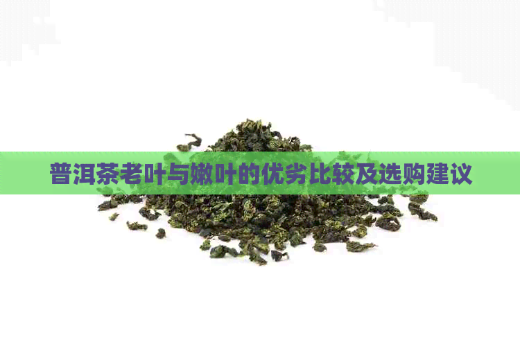 普洱茶老叶与嫩叶的优劣比较及选购建议