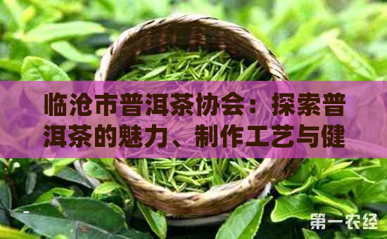 临沧市普洱茶协会：探索普洱茶的魅力、制作工艺与健益处的全方位指南