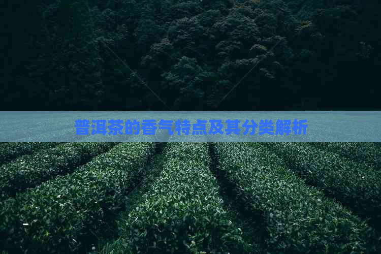 普洱茶的香气特点及其分类解析