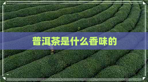 普洱茶是什么香味的