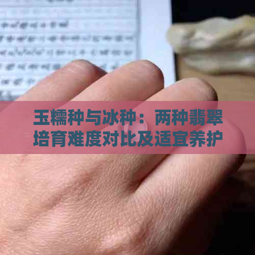 玉糯种与冰种：两种翡翠培育难度对比及适宜养护方法