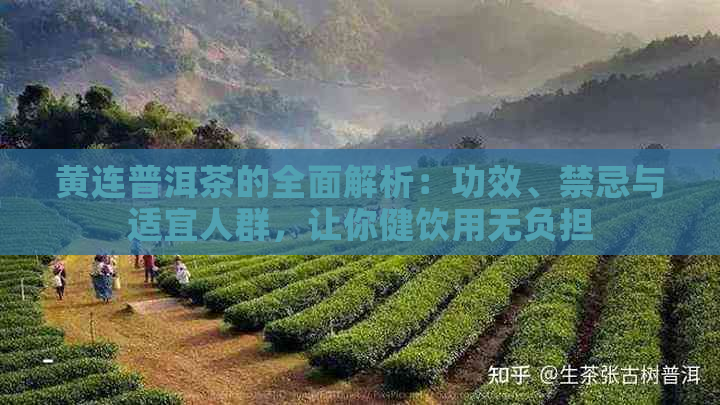 黄连普洱茶的全面解析：功效、禁忌与适宜人群，让你健饮用无负担