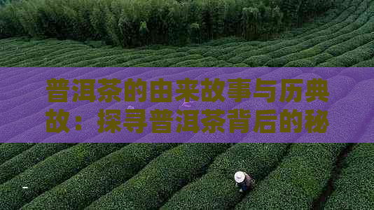 普洱茶的由来故事与历典故：探寻普洱茶背后的秘密