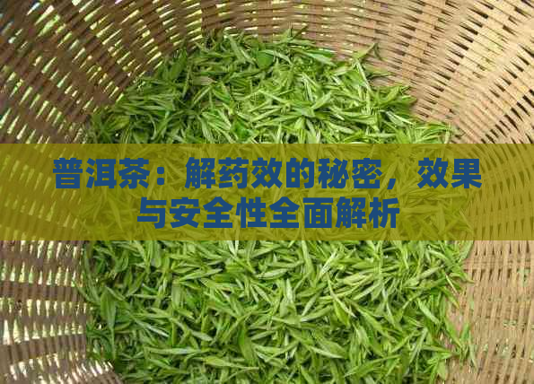 普洱茶：解药效的秘密，效果与安全性全面解析