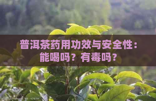 普洱茶药用功效与安全性：能喝吗？有吗？