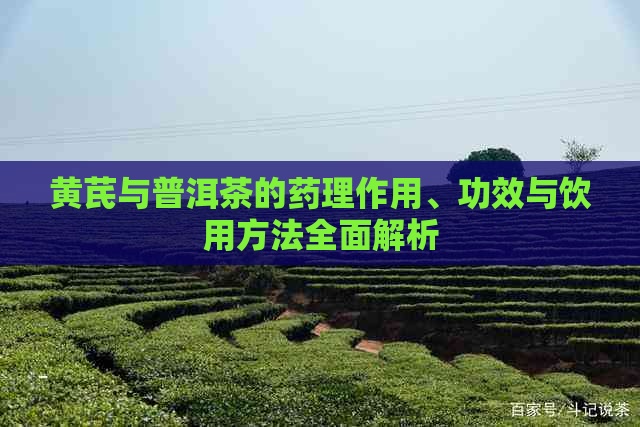 黄芪与普洱茶的药理作用、功效与饮用方法全面解析