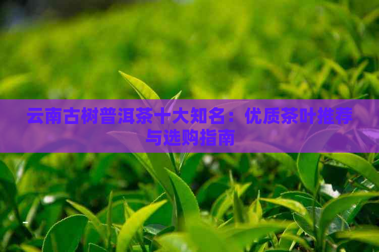 云南古树普洱茶十大知名：优质茶叶推荐与选购指南