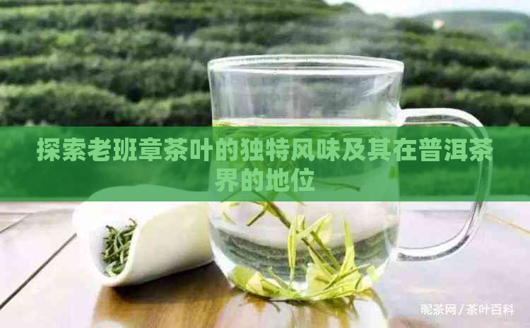 探索老班章茶叶的独特风味及其在普洱茶界的地位