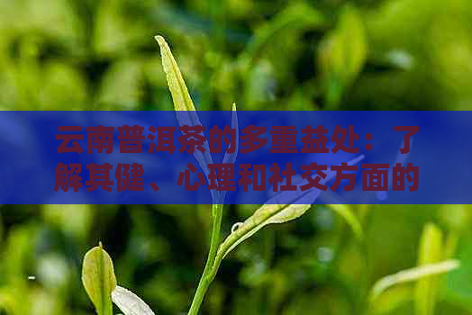 云南普洱茶的多重益处：了解其健、心理和社交方面的影响