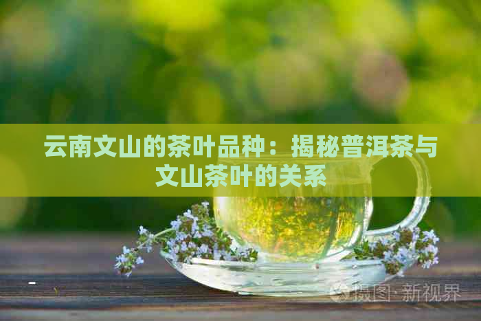 云南文山的茶叶品种：揭秘普洱茶与文山茶叶的关系