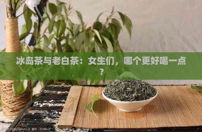 冰岛茶与老白茶：女生们，哪个更好喝一点？