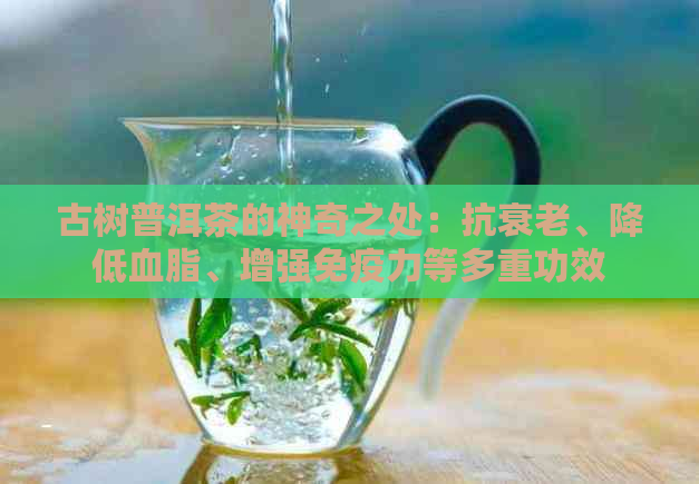 古树普洱茶的神奇之处：抗衰老、降低血脂、增强免疫力等多重功效