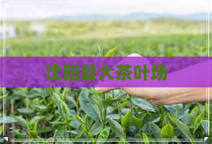 沈阳更大茶叶场